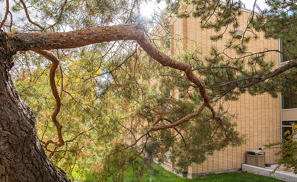 Branches - Oct 2018