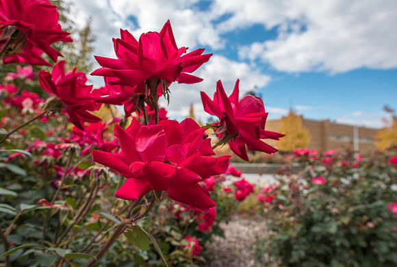 Roses - Oct 2018