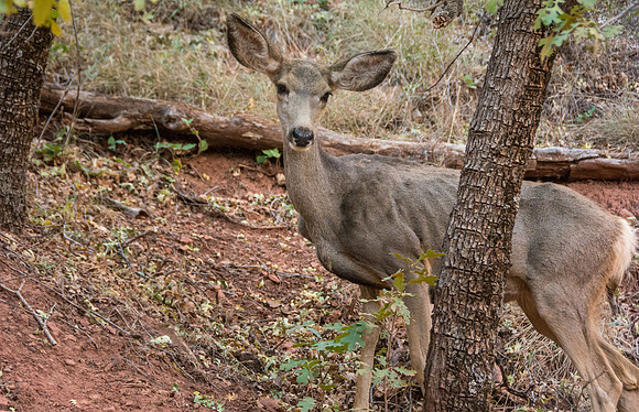 Zion National Park - Sept 2018