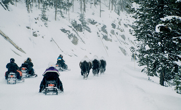 Snowmobiling through Yellowstone while following buffalo