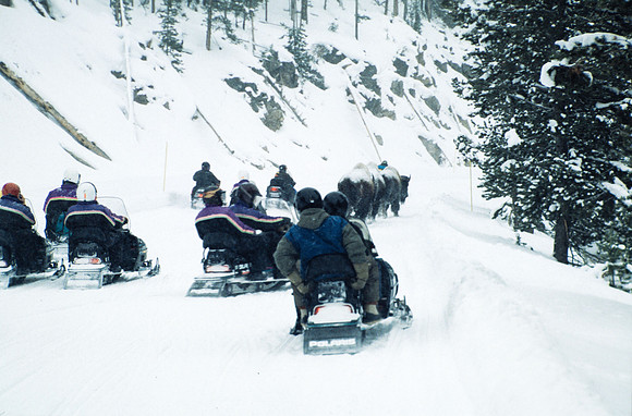 Snowmobiling through Yellowstone while following buffalo