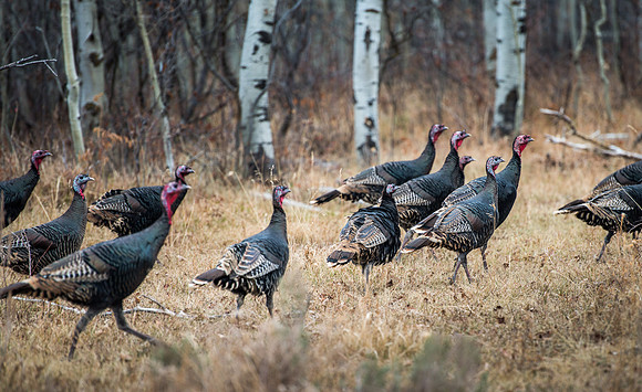 Wild Turkeys - Nov 2018