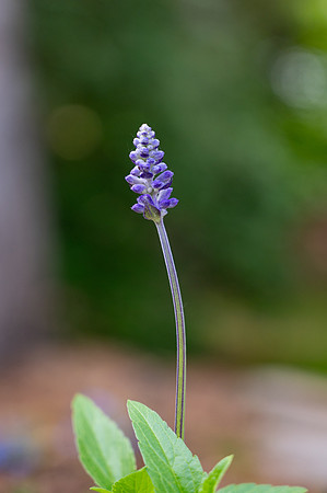 Campus Flowers - June 2025
