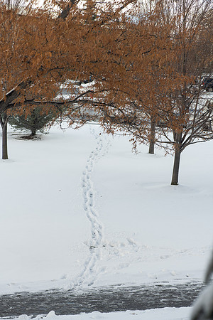 Campus Snow - Nov 2024