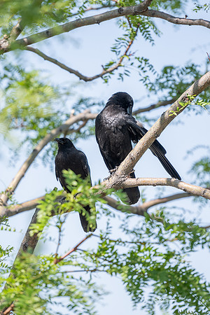 Birds on campus