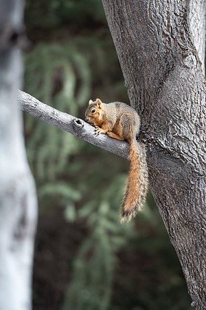 Campus Squirrel - March 2025