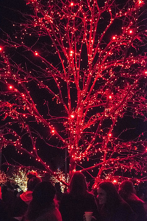 Christmas Lighting in Taylor Quad--November 2018