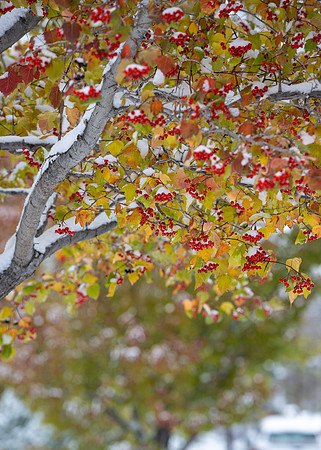 Campus Snow - Nov 2024