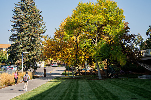 Changing leaves on trees around campus during the fall 2021 semester.