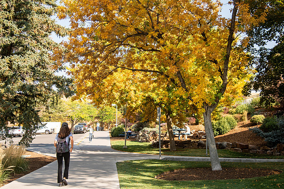 Changing leaves on trees around campus during the fall 2021 semester.