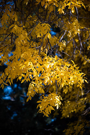 Changing leaves on trees around campus during the fall 2021 semester.