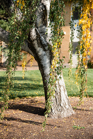 Changing leaves on trees around campus during the fall 2021 semester.