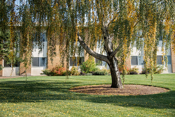 Changing leaves on trees around campus during the fall 2021 semester.