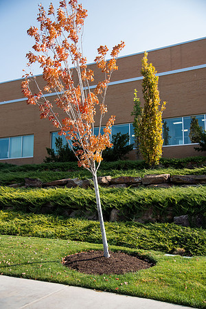 Changing leaves on trees around campus during the fall 2021 semester.