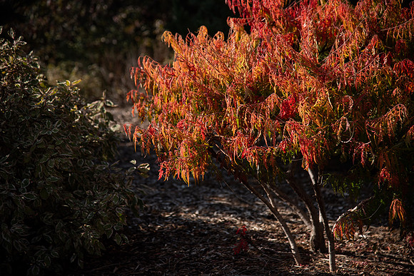 Changing leaves on trees around campus during the fall 2021 semester.