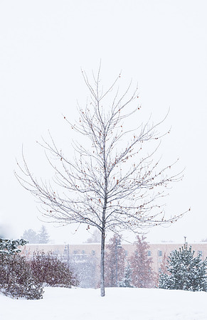 Students make their way through the snow to get to class. December 2018