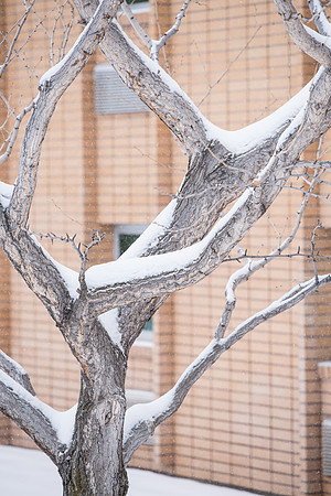 Students make their way through the snow to get to class. December 2018