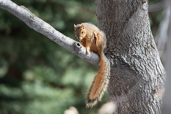 Campus Squirrel - March 2025