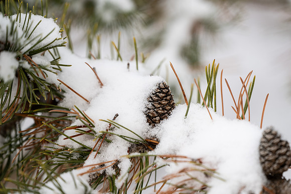 Winter Campus - Dec 2024