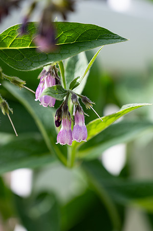 Campus Flowers - June 2025