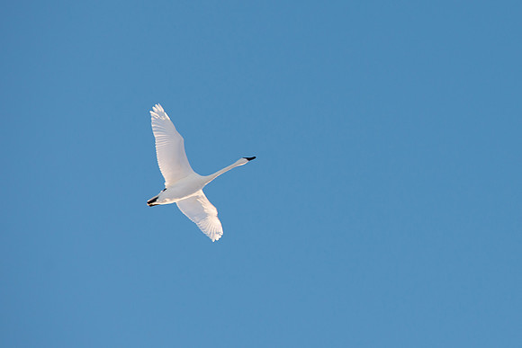 Swan In Flight - Jan 2019