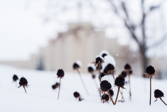 The campus cover with snow.