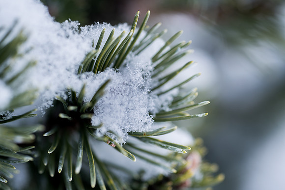 The campus cover with snow.
