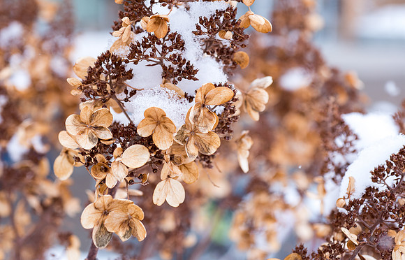 The campus cover with snow.