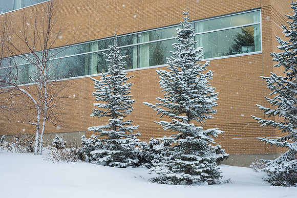 Fresh new snow on BYU-Idaho campus.  Feb 2019