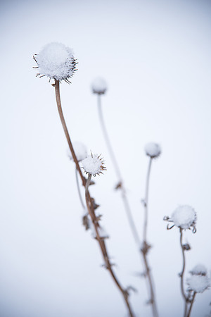 Snowy scenes around campus. Feb 2019