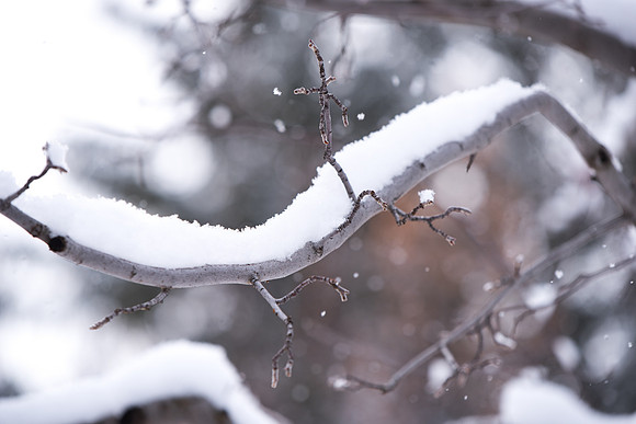 Snowy scenes around campus. Feb 2019