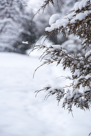 Snowy scenes around campus. Feb 2019