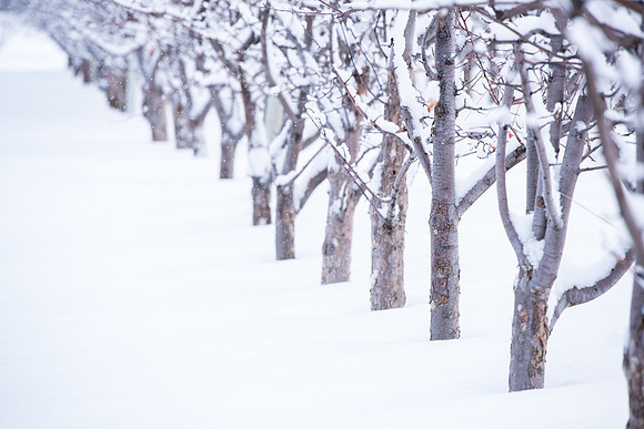 Snowy scenes around campus. Feb 2019