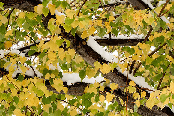 Students around campus after devotional after the first snowfall of the season during the fall 2021 semester.