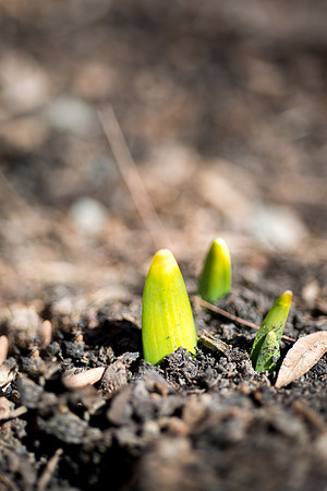 Spring Campus- Mar 2019