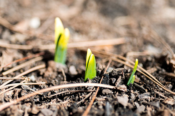 Spring view on campus.