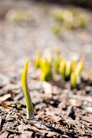 Spring view on campus.