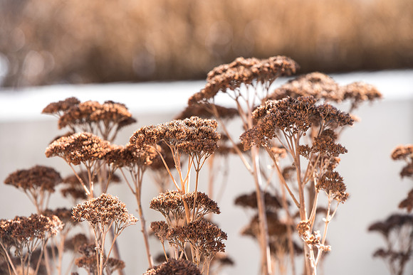 A walk around campus on a Saturday morning in March 2019