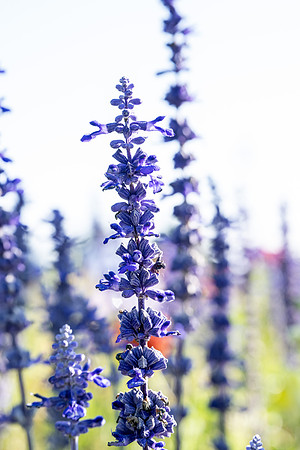 Flowers on Campus - Aug 2024