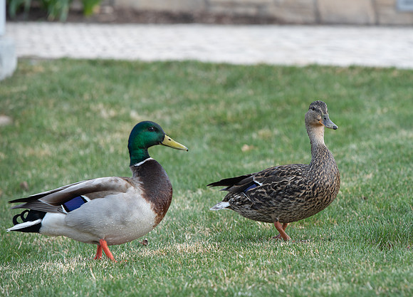 Ducks on BYU-I campus - Apr 2022