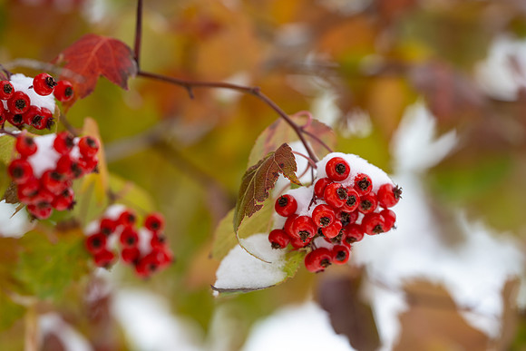 Campus Snow - Nov 2024