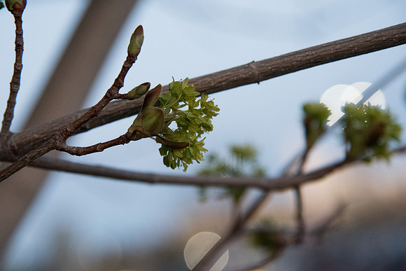 Trees starting to blossom on the campus of BYU-Idaho.