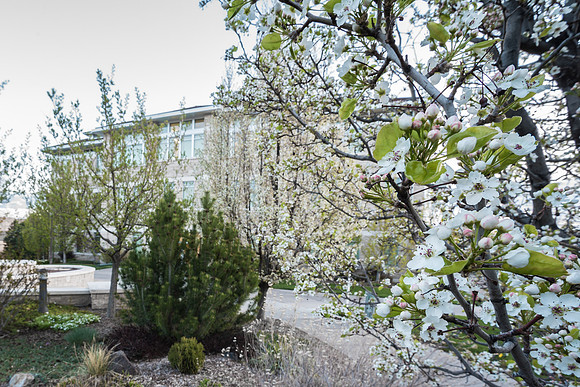 Spori building on the BYU-Idaho campus, Springtime with blossoms.