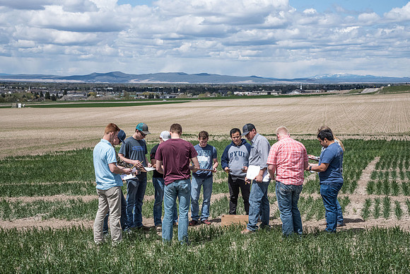 Chris Humphreys, Applied plant Science class, out in the field doing evaluations on the Idaho wheat commission trials.