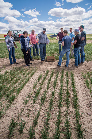 Chris Humphreys, Applied plant Science class, out in the field doing evaluations on the Idaho wheat commission trials.