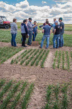 Chris Humphreys, Applied plant Science class, out in the field doing evaluations on the Idaho wheat commission trials.