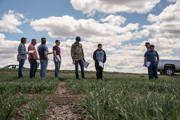 Chris Humphreys, Applied plant Science class, out in the field doing evaluations on the Idaho wheat commission trials.