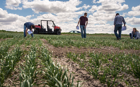 Chris Humphreys, Applied plant Science class, out in the field doing evaluations on the Idaho wheat commission trials.