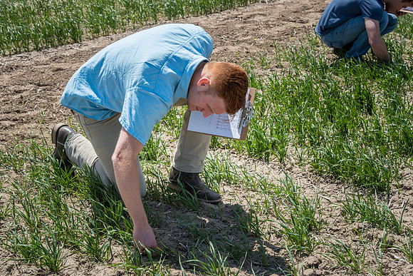 Chris Humphreys, Applied plant Science class, out in the field doing evaluations on the Idaho wheat commission trials.