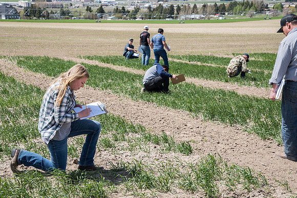 Chris Humphreys, Applied plant Science class, out in the field doing evaluations on the Idaho wheat commission trials.
